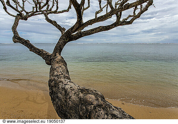 Tree spanning out over Anini Beach calm ocean waters  Kauai
