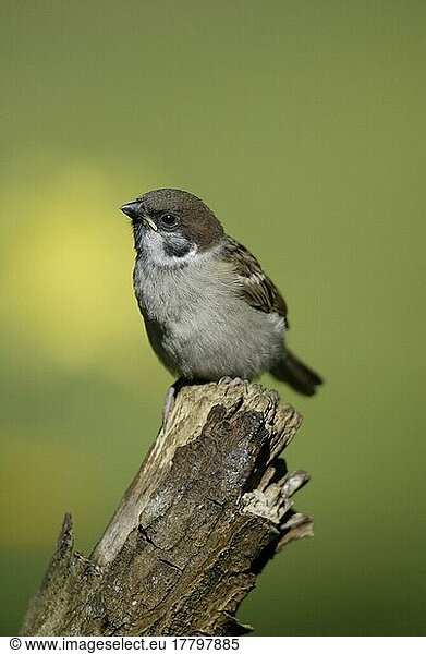Tree Sparrow  Feldsperling (Passer montanus)  Deutschland  Spatzen  Europa