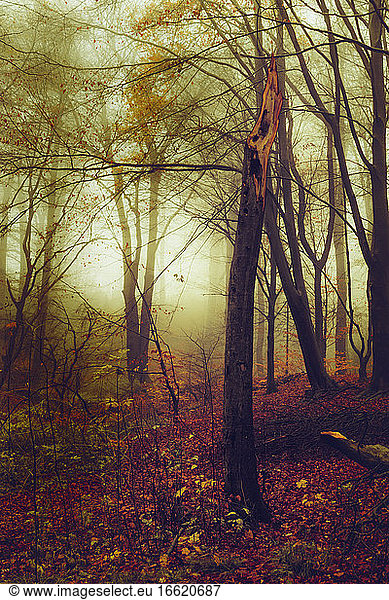 Tree stump in misty autumn forest at dawn