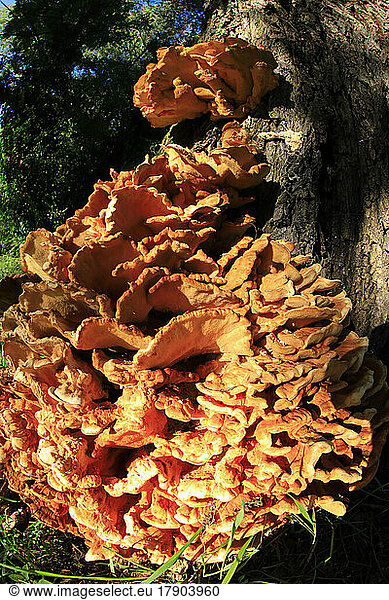 Tree trunk covered in brown mushrooms