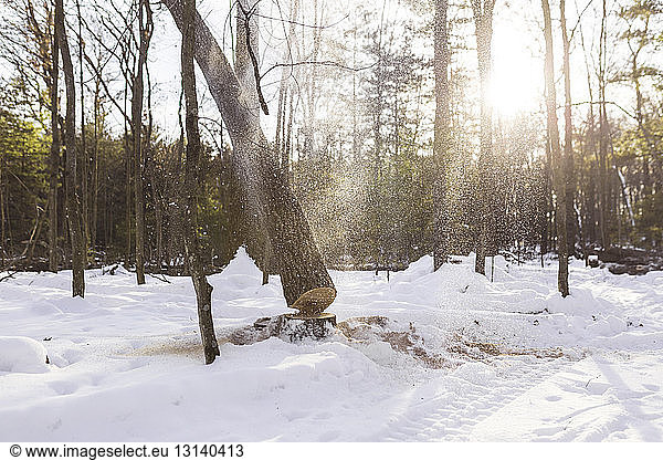 Tree trunk falling on snow covered field in forest