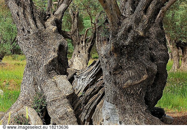 Tree trunk of an old olive tree  olive wood  Crete  Greece  Europe