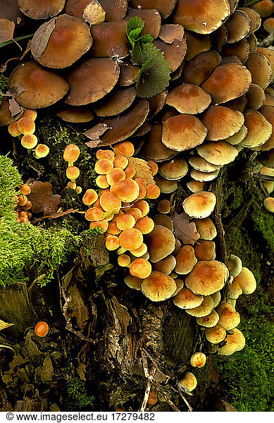 Tree trunk overgrown by brown mushrooms