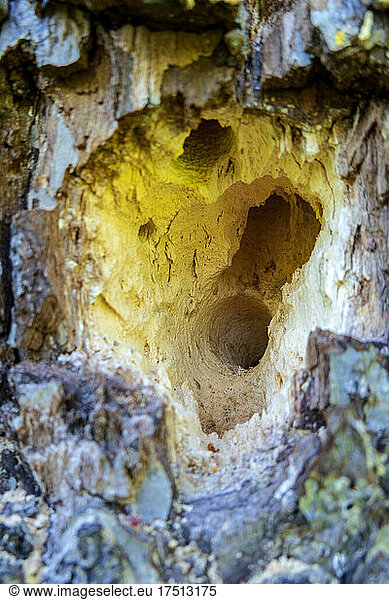 Tree trunk used as hotel for carpenter bees  close-up