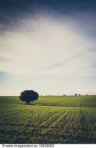 Tree under the cloud sky and green field