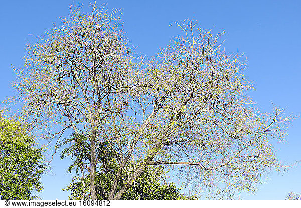 Tree with Indian Flying Fox (Pteropus giganteus)  Udaipur Region  Rajasthan  India