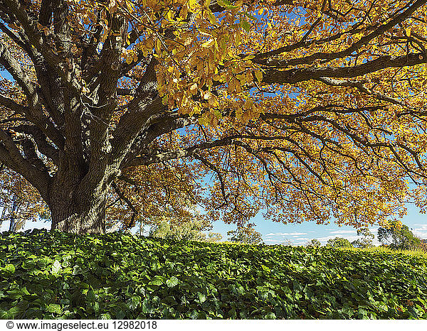 Tree with yellow leaves during autumn