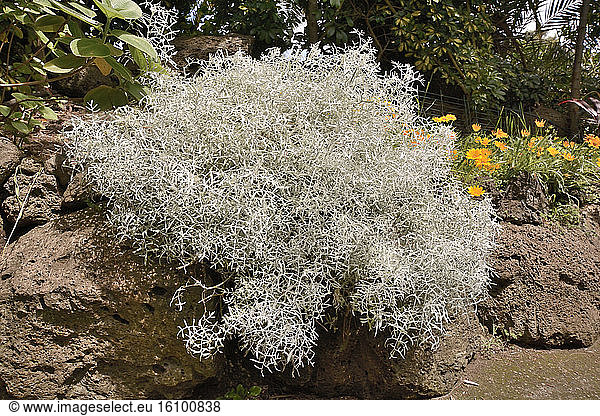 Tree wormwood (Artemisia arborescens)  Botanical Garden  Hanga Roa  Easter Island  Chile