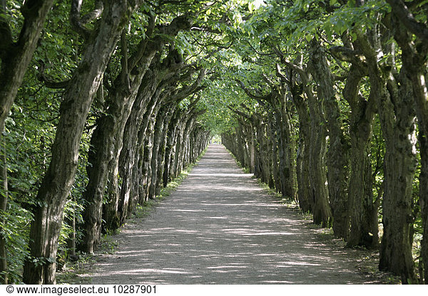 Treelined along a road  Bayreuth  Bavaria  Germany