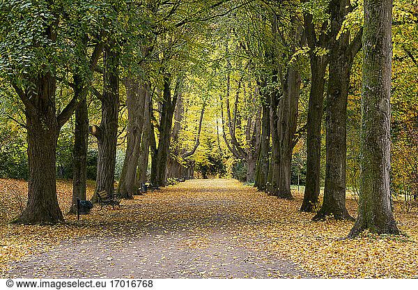 Treelined footpath in autumn park
