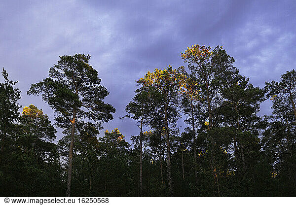 Trees against evening sky
