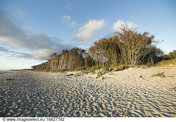 Trees along sandy coastal beach of Darss peninsula