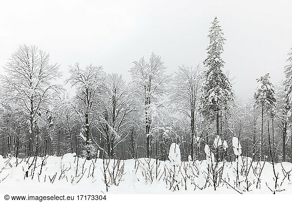 Trees and bushes covered with deep snow