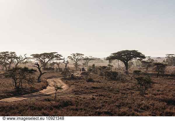 Trees and dirt road in tranquil sunny desert  Serengeti  Tanzania