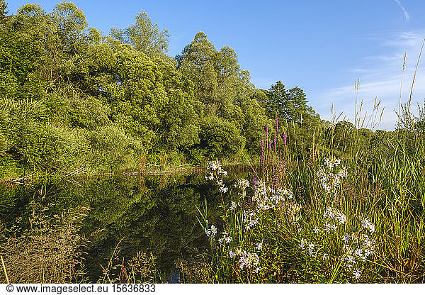 Trees and plants growing at side arm of Isar River,  Nature Reserve Isarauen near Geretsried,  Bavaria,  Germany