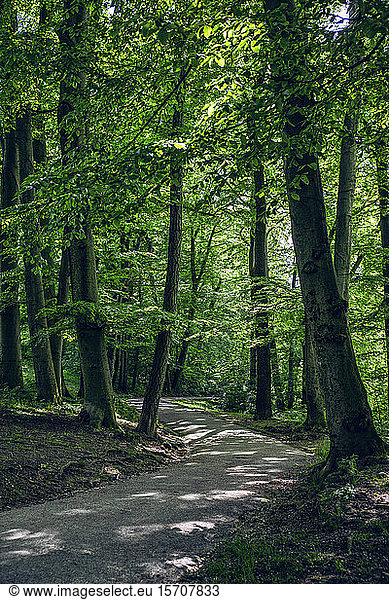 Trees and walkway in Maximilian Park  Munich  Bavaria  Germany
