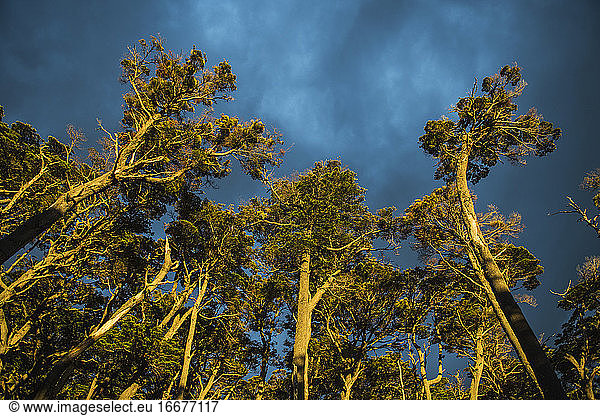 Trees at dusk  low angle view  Tierra del Fuego  Argentina