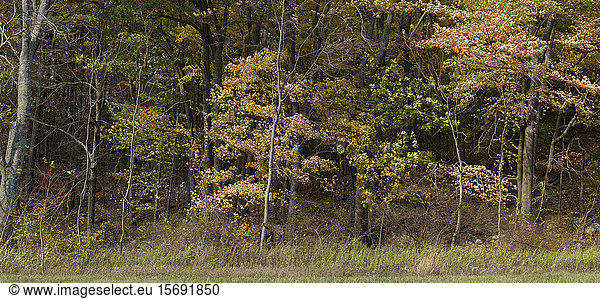 trees  autumn  foliage  nature  landscape