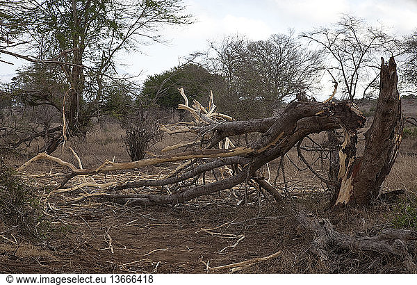 Trees damaged by elephants in the Taita Hills  Tsavo West National Park  Kenya.