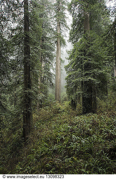 Trees growing at Jedediah Smith Redwoods State Park during foggy weather