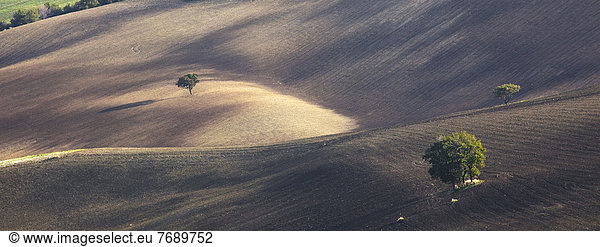 Trees growing in dry rural landscape