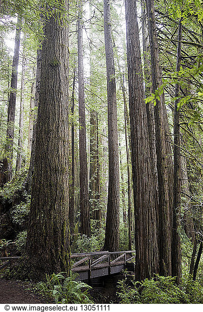 Trees growing in Redwood National and State Parks