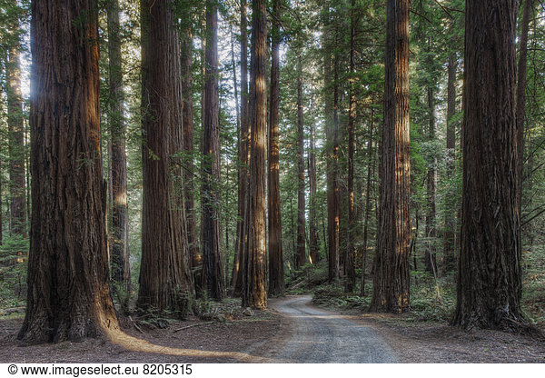 Trees growing in state park forest  California  United States