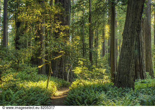 Trees growing in state park forest  California  United States