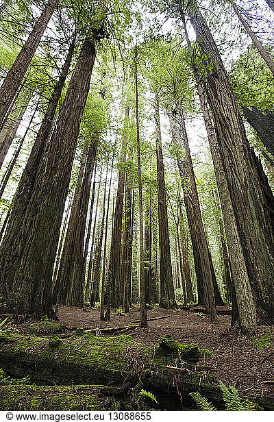 Trees growing on field at Redwood National and State Parks