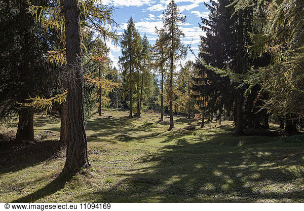 Trees in a forest  South Tyrol  Italy