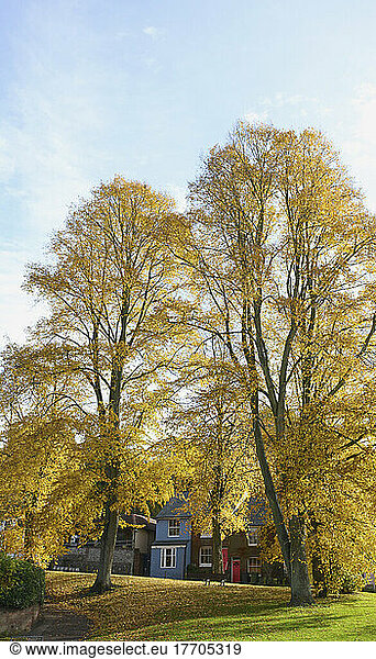 Trees In Autumn Colours; Winchester  Hampshire  England