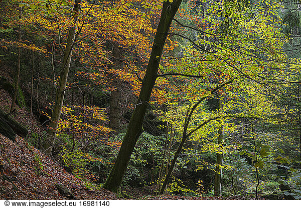 Trees in forest during autumn  Bohemian Switzerland National Park  Hrensko  Decin District  Usti nad Labem Region  Czech Republic