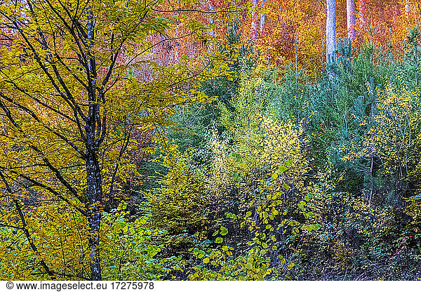 Trees in forest in Autumn