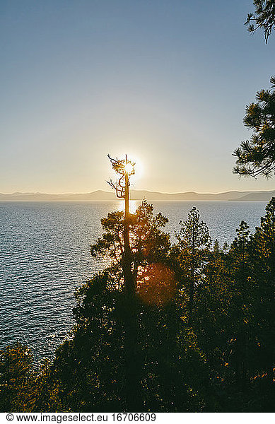 Trees in front of sunset over Lake Tahoe in northern California.