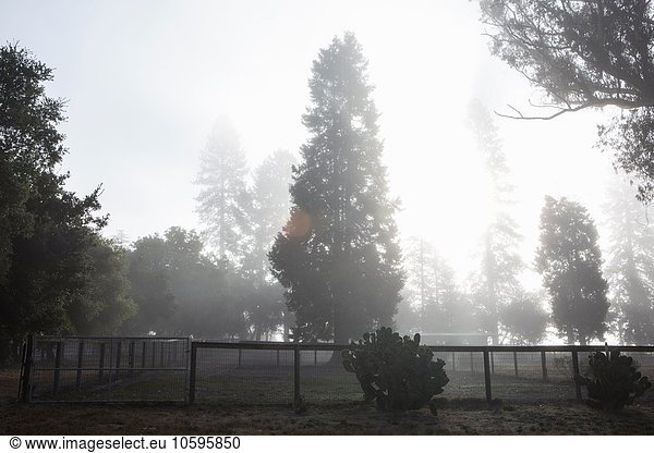 Trees in mist behind fence  Sebastapol  California  USA