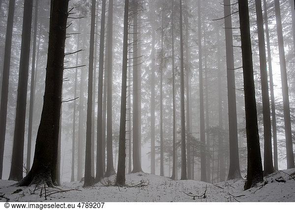 Trees in the fog  Hinterforst  St. Gallen  Switzerland  Europe