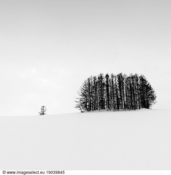 Trees in the snow at Mild Seven hill  Biei  Hokkaido  Japan