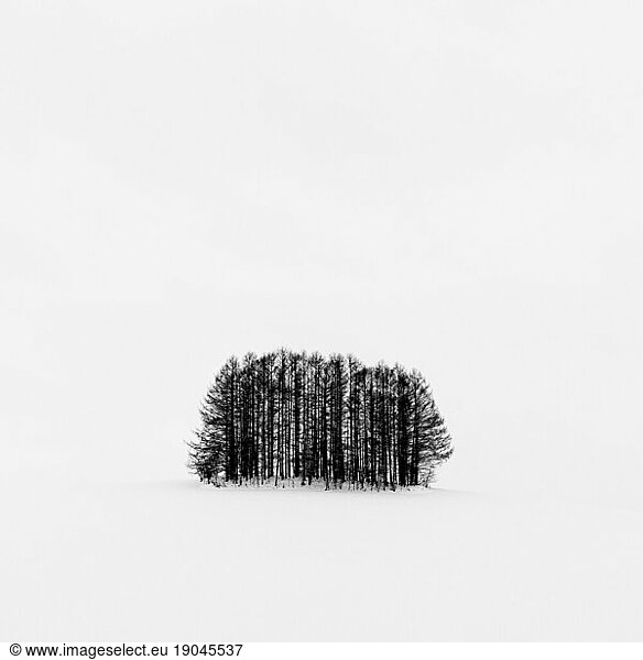 Trees in the snow at Mild Seven hill  Biei  Hokkaido  Japan