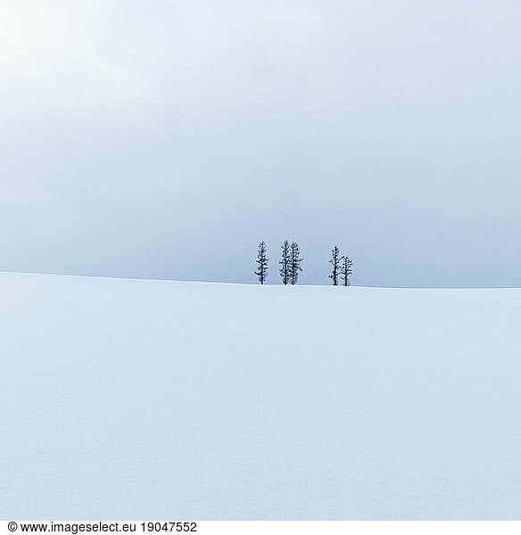 Trees in the snow at Mild Seven hills  Biei  Hokkaido  Japan