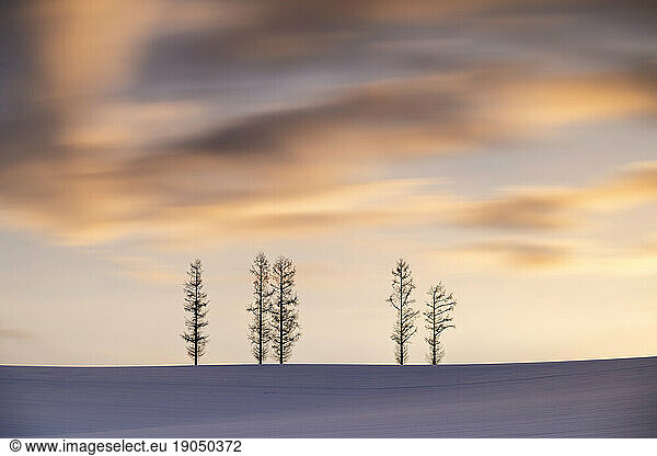 Trees in the snow at Mild Seven hills during a dramatic sunset  Biei  Hokkaido  Japan