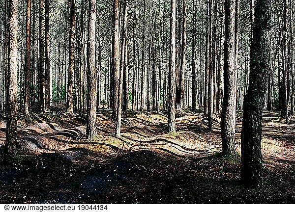 trees in winter in a forest with bumpy mossy ground with shadows