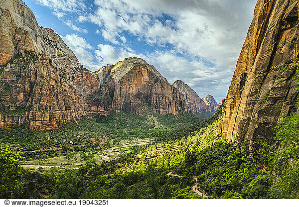 Trees in Zion Canyon  Utah  USA