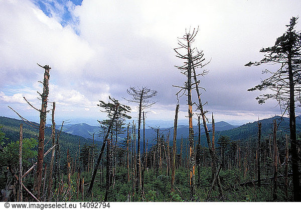Trees killed by acid rain
