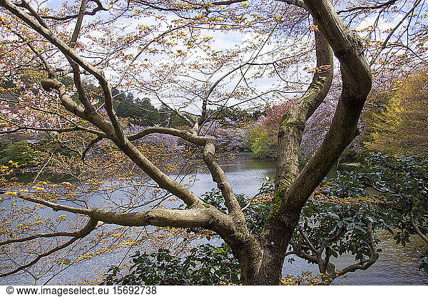 trees  landscape  blossoms  pond  Kyoto  Japan