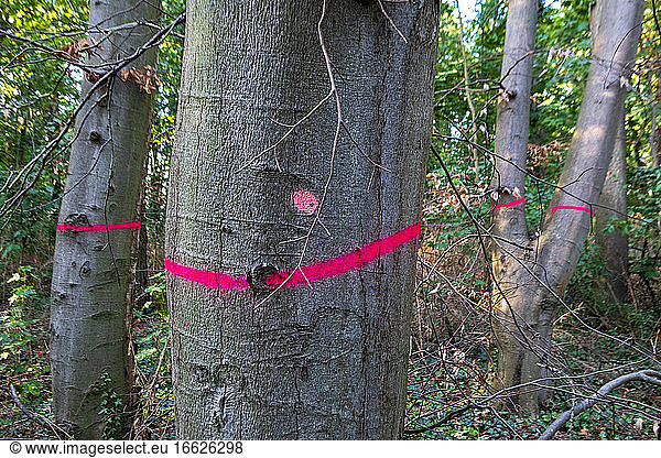 Trees marked for cutting