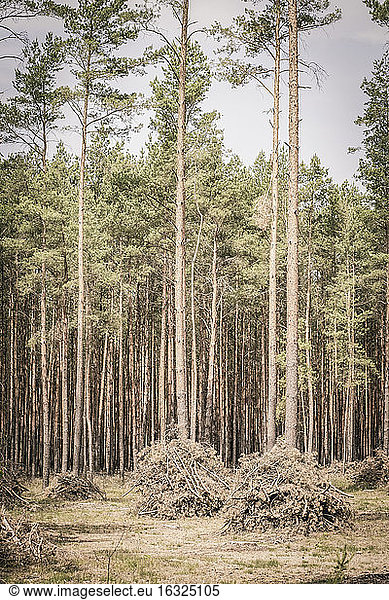 Trees of a coniferous forest