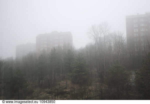 Trees on field by buildings during foggy weather