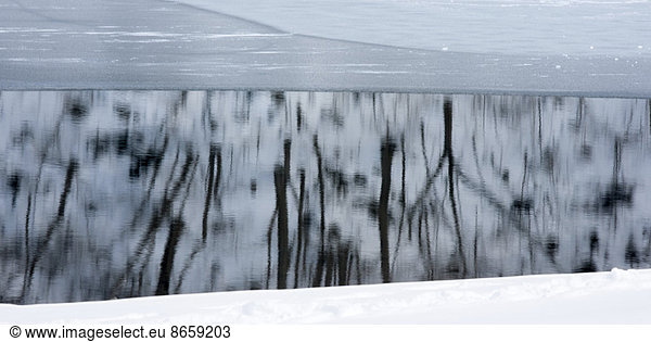 Trees reflect in the icy water of Lake Kawakguchi  Japan