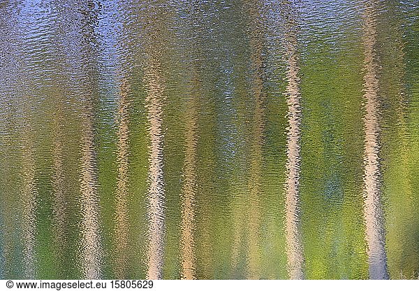 Trees reflected on a wavy water surface  abstract  North Rhine-Westphalia  Germany  Europe