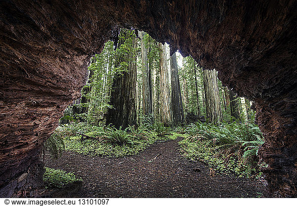 Trees seen through cave at Jedediah Smith Redwoods State Park